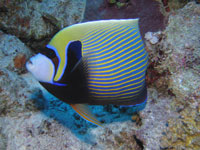 Kaiserfisch